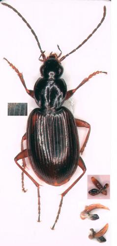 Réf. 252 674 : Agonum fuliginosum